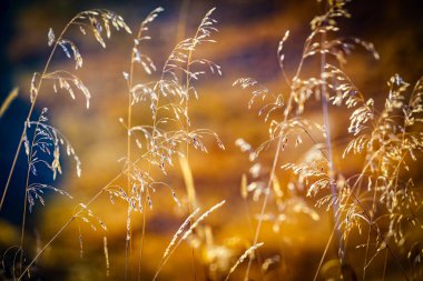 Doğa, tasarım ve süsleme için çok renkli altın sonbahar çiçeklerinin soyut arka planını bulanıklaştırdı. Minimalizm. Seçici odaklanma. Güneş ışığı. Soluyor..