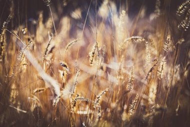 Doğa, tasarım ve süsleme için çok renkli altın sonbahar çiçeklerinin soyut arka planını bulanıklaştırdı. Minimalizm. Seçici odaklanma. Güneş ışığı. Soluyor..