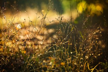 Doğa, tasarım ve süsleme için çok renkli altın sonbahar çiçeklerinin soyut arka planını bulanıklaştırdı. Minimalizm. Seçici odaklanma. Güneş ışığı. Soluyor..