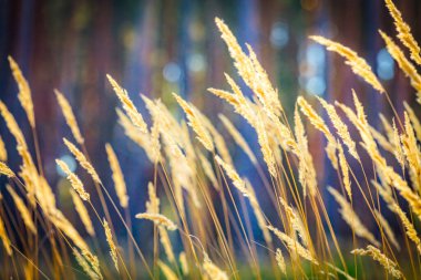 Doğa, tasarım ve süsleme için çok renkli altın sonbahar çiçeklerinin soyut arka planını bulanıklaştırdı. Minimalizm. Seçici odaklanma. Güneş ışığı. Soluyor..