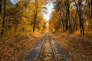 Hindistan yazında sonbahar ormanlarında tek bir raylı yol var. Sarı yapraklar, güneş ışığı ve mavi gökyüzü. Harkov, Ukrayna.