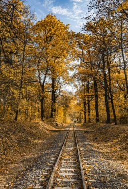 Hindistan yazında sonbahar ormanlarında tek bir raylı yol var. Sarı yapraklar, güneş ışığı ve mavi gökyüzü. Harkov, Ukrayna.