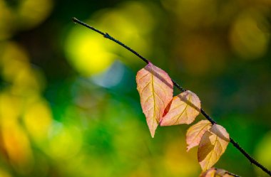 Tasarım, kartpostal ve duvar kâğıdı için güneş ışınlarında parlak sarı yapraklarla soyut sonbahar arkaplanı. Doğanın sonbahar arka planı. Metin için boş alan.