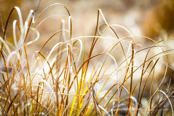 Natura Offuscata Autunno Dorato Multicolore Sfondo Floreale Astratto Design Decorazione — Foto Stock