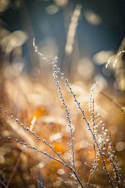 Natuur Wazig Herfst Gouden Veelkleurige Bloemen Abstracte Achtergrond Voor Ontwerp — Stockfoto