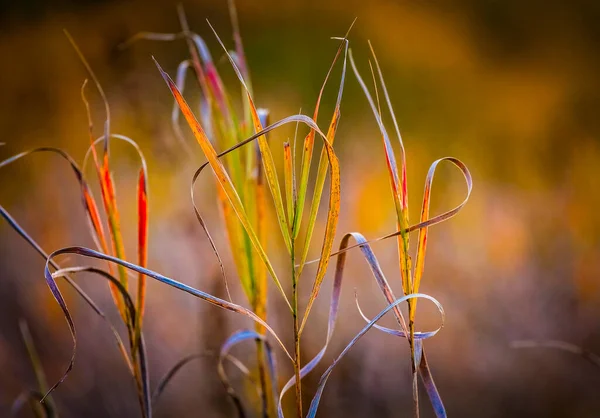 Natura Offuscata Autunno Dorato Multicolore Sfondo Floreale Astratto Design Decorazione — Foto Stock