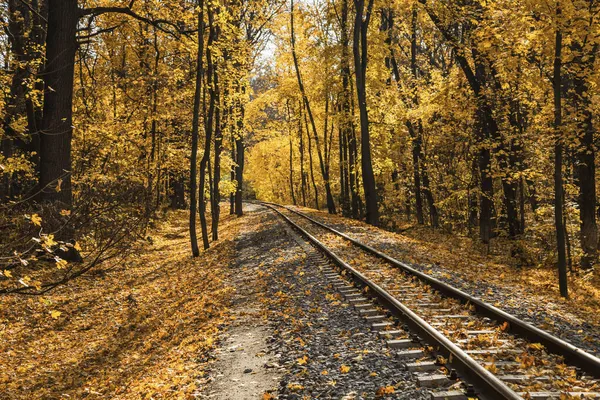 Wąskotorowa Kolej Jednotorowa Jesiennym Lesie Indyjskim Lecie Żółte Liście Światło — Zdjęcie stockowe