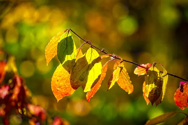 摘要秋天的背景 黄叶明亮 在阳光下设计 明信片 秋天的自然背景 空余的文字空间 — 图库照片
