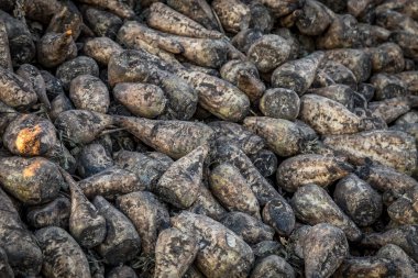 Ekim ayının sonbaharında günbatımında Ukrayna 'da tarım alanında toplanan büyük miktarda şeker pancarının kapatılması. Şeker pancarı çiftliği. Şeker üretimi. Ukrayna büyük bir küresel şeker üreticisi.