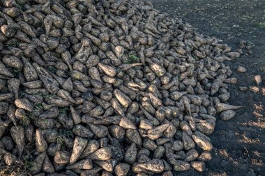 Ekim ayının sonbaharında günbatımında Ukrayna 'da tarım alanında toplanan büyük miktarda şeker pancarının kapatılması. Şeker pancarı çiftliği. Şeker üretimi. Ukrayna büyük bir küresel şeker üreticisi.