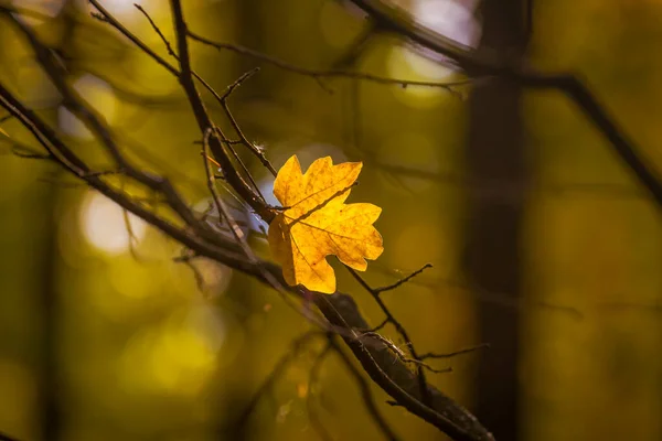 Abstract Autumn Background Bright Yellow Leaves Sunbeams Design Postcard Wallpaper — Stock Photo, Image