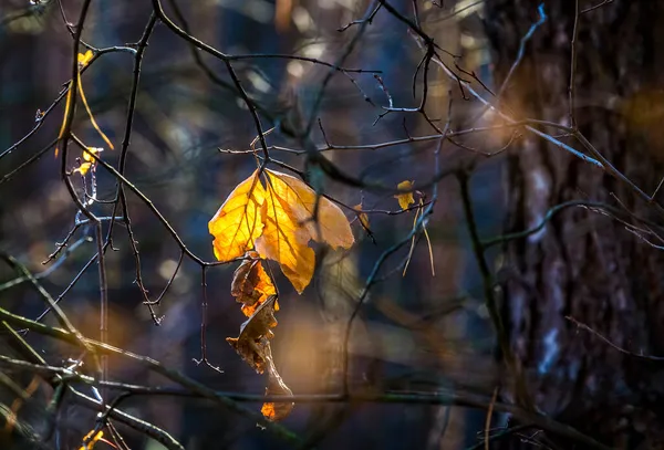 Abstrait Fond Automne Avec Des Feuilles Jaune Vif Dans Les — Photo