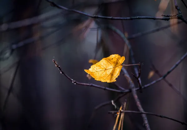 Fondo Otoño Abstracto Con Hojas Color Amarillo Brillante Rayos Sol — Foto de Stock