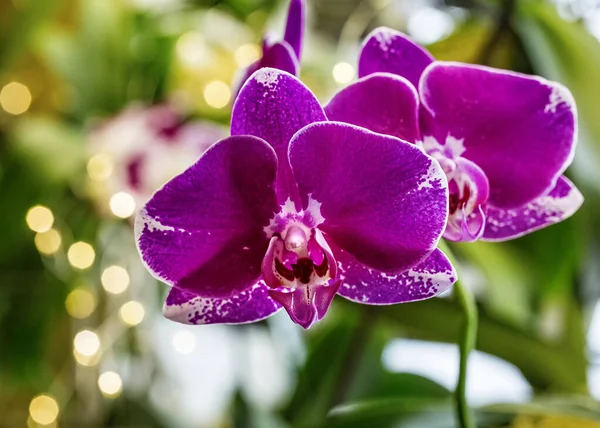 Bellissimo Rosa Viola Bianco Phalaenopsis Falena Dendrobium Orchidea Fiore Inverno — Foto Stock