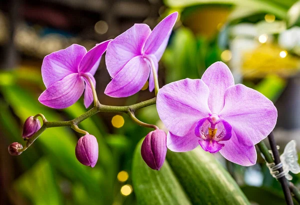 Bellissimo Fiore Rosa Phalaenopsis Falena Dendrobium Orchidea Inverno Casa Finestra — Foto Stock
