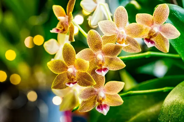 Bellissimo Fiore Giallo Phalaenopsis Falena Dendrobium Orchidea Inverno Casa Finestra — Foto Stock