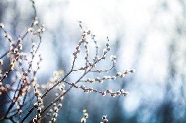 Pussy willow branches with catkins, soft fluffy spring buds in sunlight. Early spring Easter background. Text space. Traditional decoration for Palm Sunday in Europe.