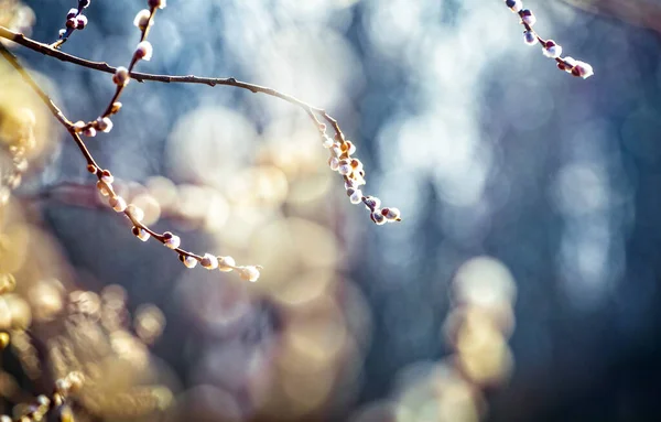 Weidenzweige Mit Kätzchen Weiche Flauschige Frühlingsknospen Sonnenlicht Vorfrühling Ostern Hintergrund — Stockfoto