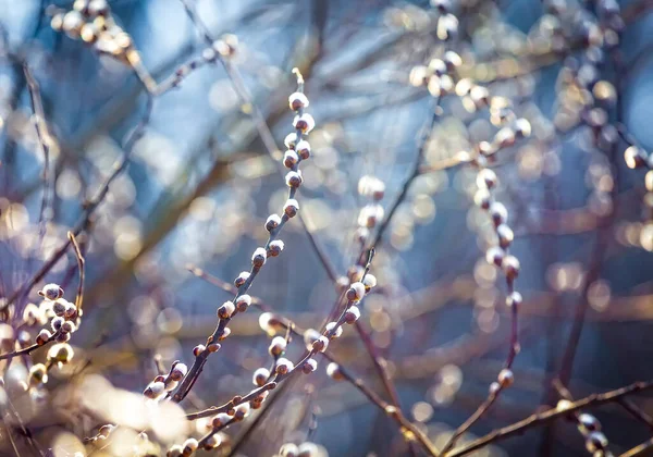 Pussy Willow Branches Catkins Soft Fluffy Spring Buds Sunlight Early — Zdjęcie stockowe