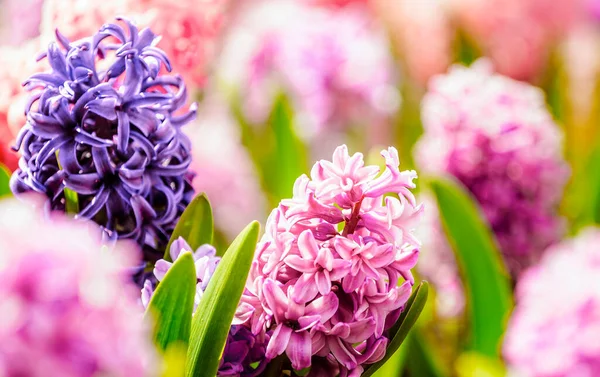 Крупним Планом Макро Фото Рожевих Фіолетових Синіх Ростуть Запашних Квітів — стокове фото