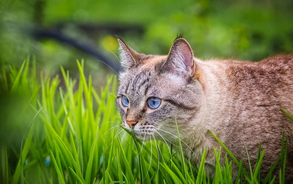 春天的花园里 美丽的蓝眼睛猫躺在绿草上 纯正的猫在户外散步 — 图库照片