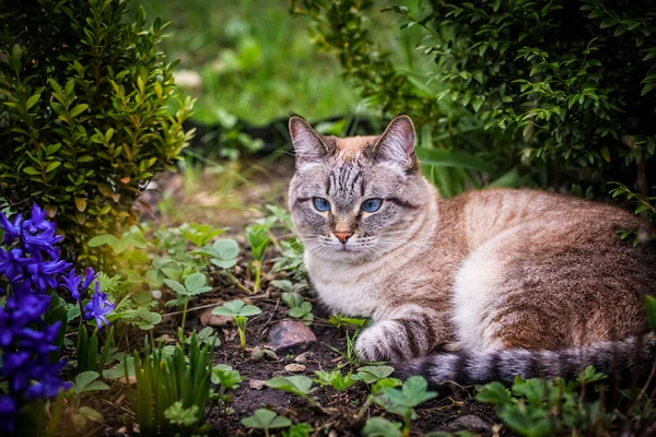 Piękny Niebieski Kot Leżący Zielonej Trawie Wiosennym Ogrodzie Kot Czystej — Zdjęcie stockowe