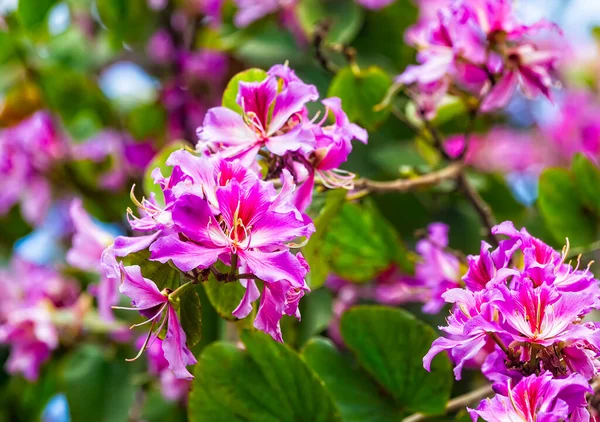Pink Bauhinia Flowering Tree Blooming Israel Closeup Purple Orchid Tree — Stock Photo, Image