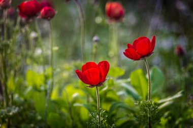 Anemone koronaria 'nın kırmızı çiçekleri, haşhaş şakayığı ya da yel çiçeği, Akdeniz' e özgü düğün çiçekleri familyası Ranunculaceae. Migdal HaEmek, İsrail