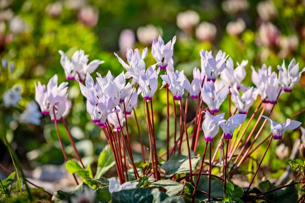 Blisko Kwiaty Perski Cyklamen Cyclamen Persicum Kwitnący Lesie Migdal Haemek — Zdjęcie stockowe