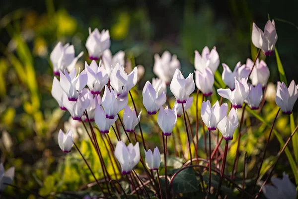 Close Flowers Persian Cyclamen Cyclamen Persicum Blooming Forest Migdal Haemek — Stock Photo, Image
