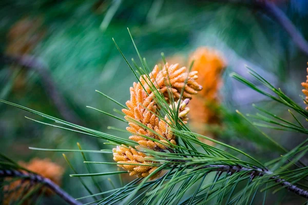 Flor Pinheiro Pedra Nome Botânico Pinus Pinea Também Conhecido Como — Fotografia de Stock