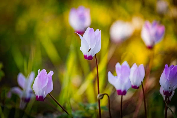 Close Flowers Persian Cyclamen Cyclamen Persicum Blooming Forest Migdal Haemek — Stock Photo, Image