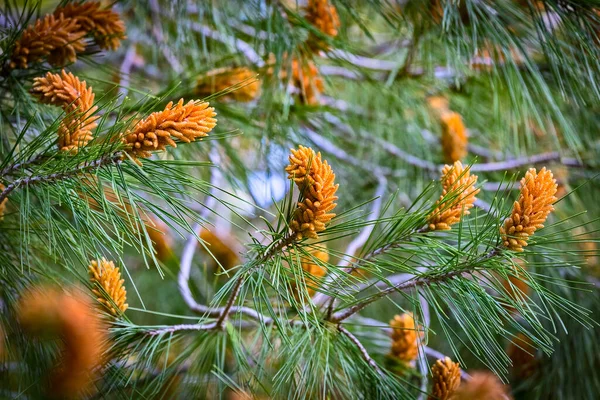 Blüte Der Zirbe Botanischer Name Pinus Pinea Auch Bekannt Als — Stockfoto