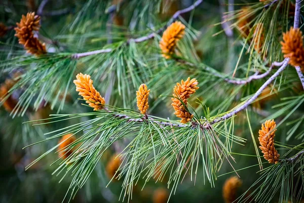 Flor Pinheiro Pedra Nome Botânico Pinus Pinea Também Conhecido Como — Fotografia de Stock