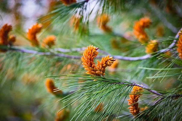 Flor Pinheiro Pedra Nome Botânico Pinus Pinea Também Conhecido Como — Fotografia de Stock