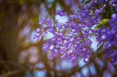 Jacaranda Mimosifolia ağacının mor mor mor çiçekleri, jacaranda, mavi jakaranda, siyah poui, Nupur, eğreltiotu ağacı ya da İsrail 'in Sigalon kentinin ilkbaharında.