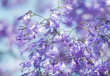 Jacaranda Mimosifolia ağacının mor mor mor çiçekleri, jacaranda, mavi jakaranda, siyah poui, Nupur, eğreltiotu ağacı ya da İsrail 'in Sigalon kentinin ilkbaharında.