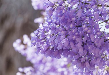 Jacaranda Mimosifolia ağacının mor mor mor çiçekleri, jacaranda, mavi jakaranda, siyah poui, Nupur, eğreltiotu ağacı ya da İsrail 'in Sigalon kentinin ilkbaharında.