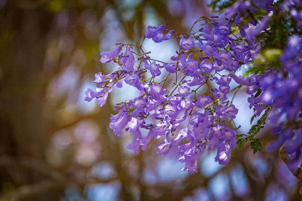 Close Flores Violeta Azul Púrpura Árvore Jacaranda Mimosifolia Jacaranda Jacaranda — Fotografia de Stock