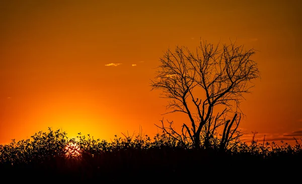 Red sunset of the hot sun on the background of the silhouette of a tree and dry grass. Red Sky. Global warming, climate change, extreme heat waves. Hot evening. Danger of fire.