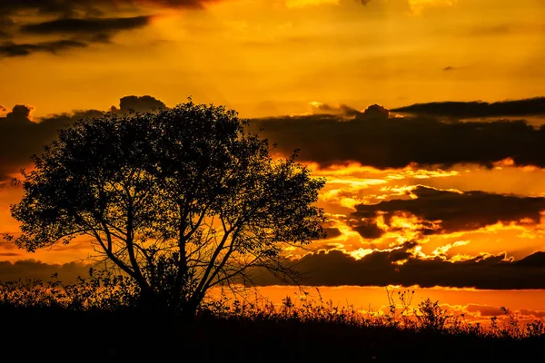 Red Sunset Hot Sun Background Silhouette Tree Dry Grass Red — Stock Fotó