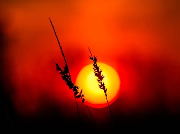 红日的夕阳西下 背景是一棵树和干草的轮廓 红天全球变暖 气候变化 极端的热浪 炎热的夜晚火灾的危险 — 图库照片