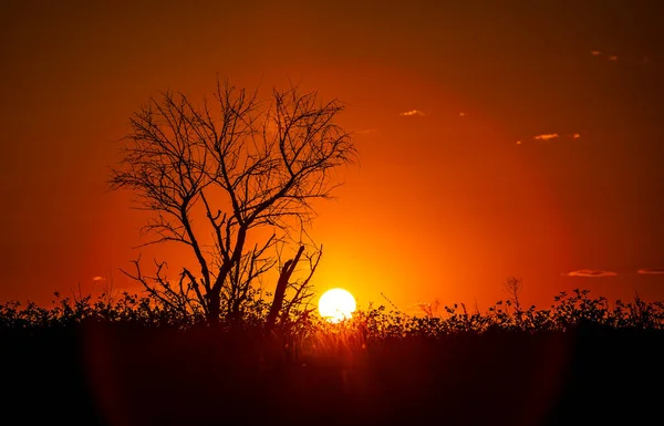 ツリーと乾燥した草のシルエットの背景に熱い太陽の赤い夕日 レッド スカイ 地球温暖化気候変動極端な熱波 暑い夜だ 火災の危険性 — ストック写真