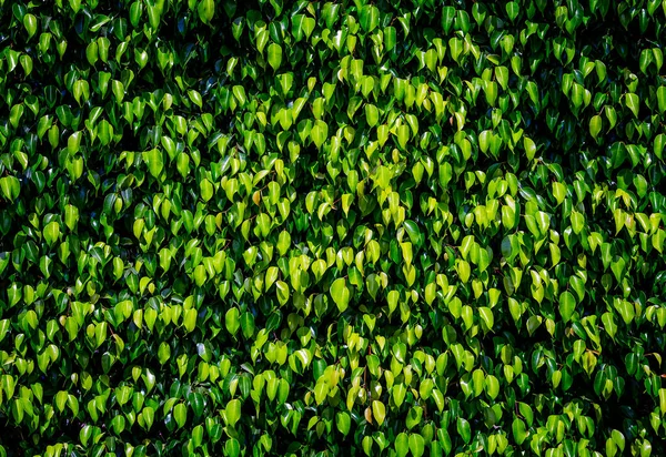 Green Leaf Texture Leaf Texture Background Nature Background Foliage Wallpaper — Fotografia de Stock