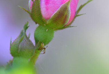 Pembe bir gül üzerindeki yeşil böcek.