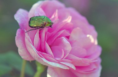 Pembe bir gül üzerindeki yeşil böcek.