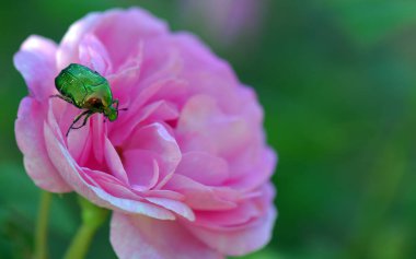 Pembe bir gül üzerindeki yeşil böcek.