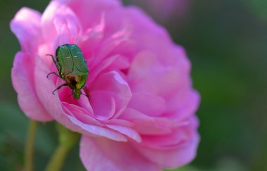 Pembe bir gül üzerindeki yeşil böcek.