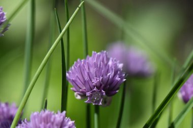 Baharda bahçe çiçekleri
