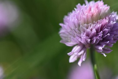 Baharda bahçe çiçekleri